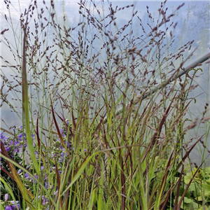 Panicum Virgatum 'Shenandoah'